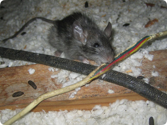 The mouse gnaws at the insulation of the wire